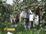 生财有道 《生财有道》 20171016 咱们家乡有特产（秋收系列）——绵竹猕猴桃生财的秘诀