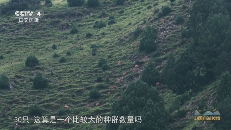 远方的家 《远方的家》 20250310 中国自然秘境 高原翠影 生态绿洲