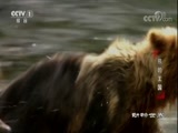 动物世界 《动物世界》 20180109 熊的王国