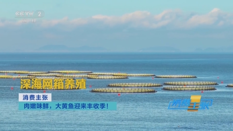 消费主张 《消费主张》 20251020 肉嫩味鲜，大黄鱼迎来丰收季！