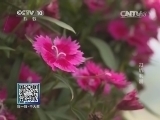 我爱发明 《我爱发明》 20140612 打坑利器