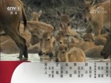 动物世界 《动物世界》 20170819 大洋猎手的竞赛
