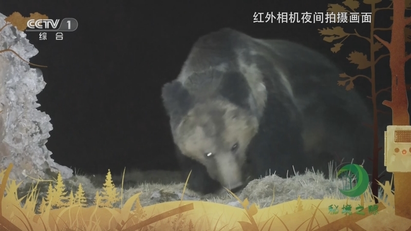 秘境之眼 《秘境之眼》 棕熊 20230826