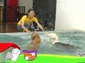 狗狗日记 第172天 我也会游泳