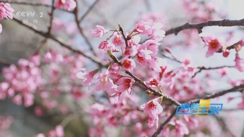 消费主张 《消费主张》 20250403 “花”样经济 绽放消费新活力：无锡樱花