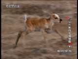 动物世界 动物世界 2010年 第236期