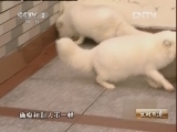 生财有道 [生财有道]狐狸缘成就财富梦(20130130)