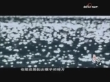 《再说长江》 第六集 水的年轮