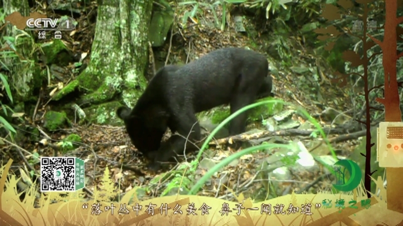 《秘境之眼》 黑熊 20210226
