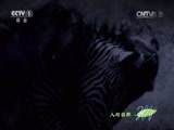 人与自然 《人与自然》 20141017 自然发现：食肉动物（下）