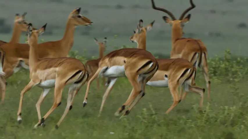 《猎豹之道》第1集