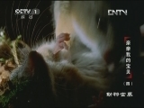 动物世界 《动物世界》 20130325 亲亲我的宝贝（四）