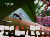 原来如此 《原来如此》 20110629 蚂蚁在路上
