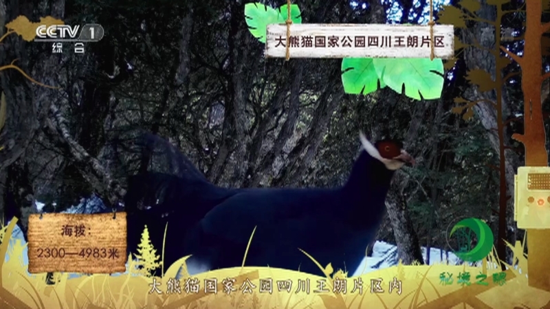 《秘境之眼》 蓝马鸡 20211212