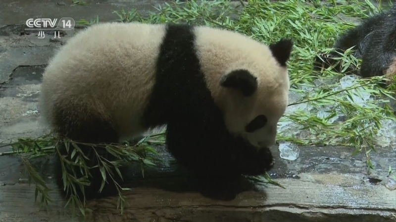 快乐体验 《快乐体验》 20230629 动物保育员