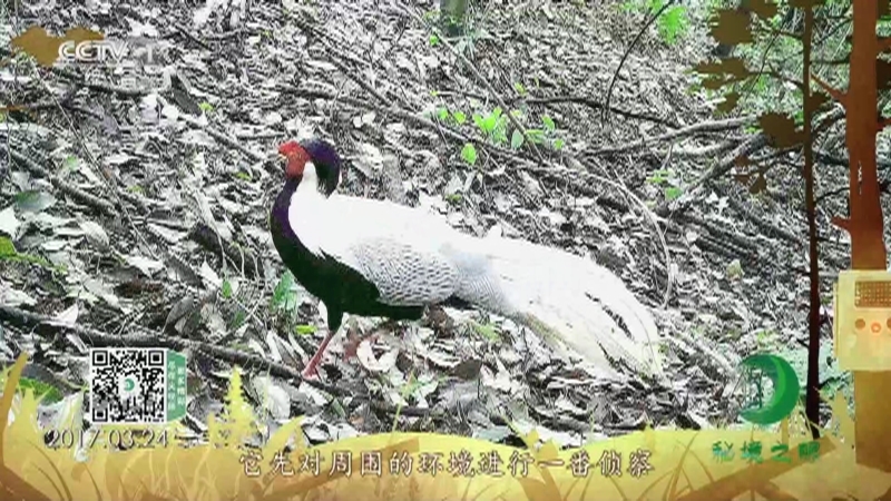 秘境之眼 《秘境之眼》 白鹇 20220125