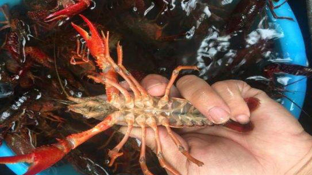 美&middot;食 小龙虾这样清洗，干净又彻底，很多人忽略了这一步