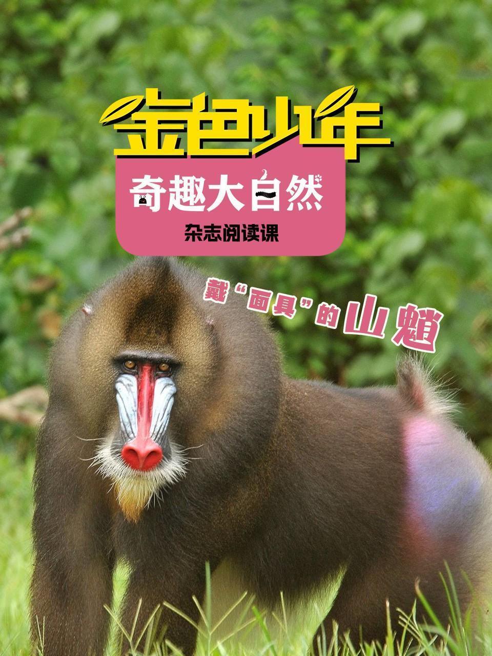 金色少年奇趣大自然：戴“面具”的山魈