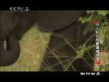 动物世界 动物世界 2010年 第90期