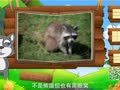 看图识物 狐猴 浣熊 豚鼠