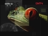 动物世界 《动物世界》 20120418
