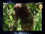 自然传奇 《自然传奇》 20170509 超级动物倒计时