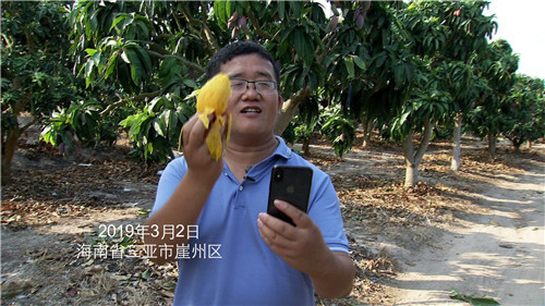 致富经 [致富经]树上多长20天 果子卖出4倍价 凭啥 20190418
