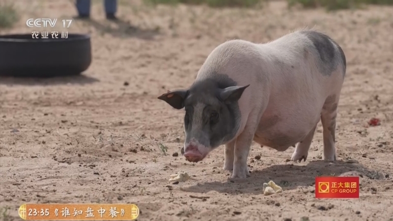 三农群英汇 《三农群英汇》 20260508 沙漠里的养猪姑娘
