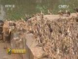 生财有道 《生财有道》 20150806 淇河财富缘 神秘缠丝蛋