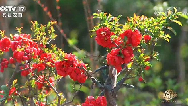 致富经 《致富经》 20200521 海棠园里的花样财富
