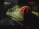 动物世界 《动物世界》 20120318
