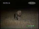 人与自然 人与自然 2010年 第2期 2010-12-28