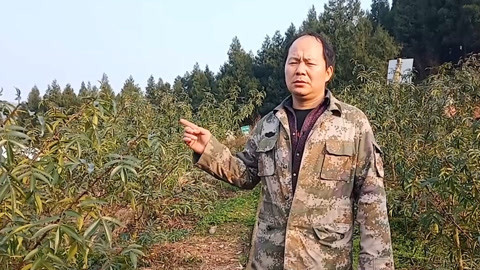 唱罢吹灯 四川达州有个花椒之王，青花椒闻名遐迩