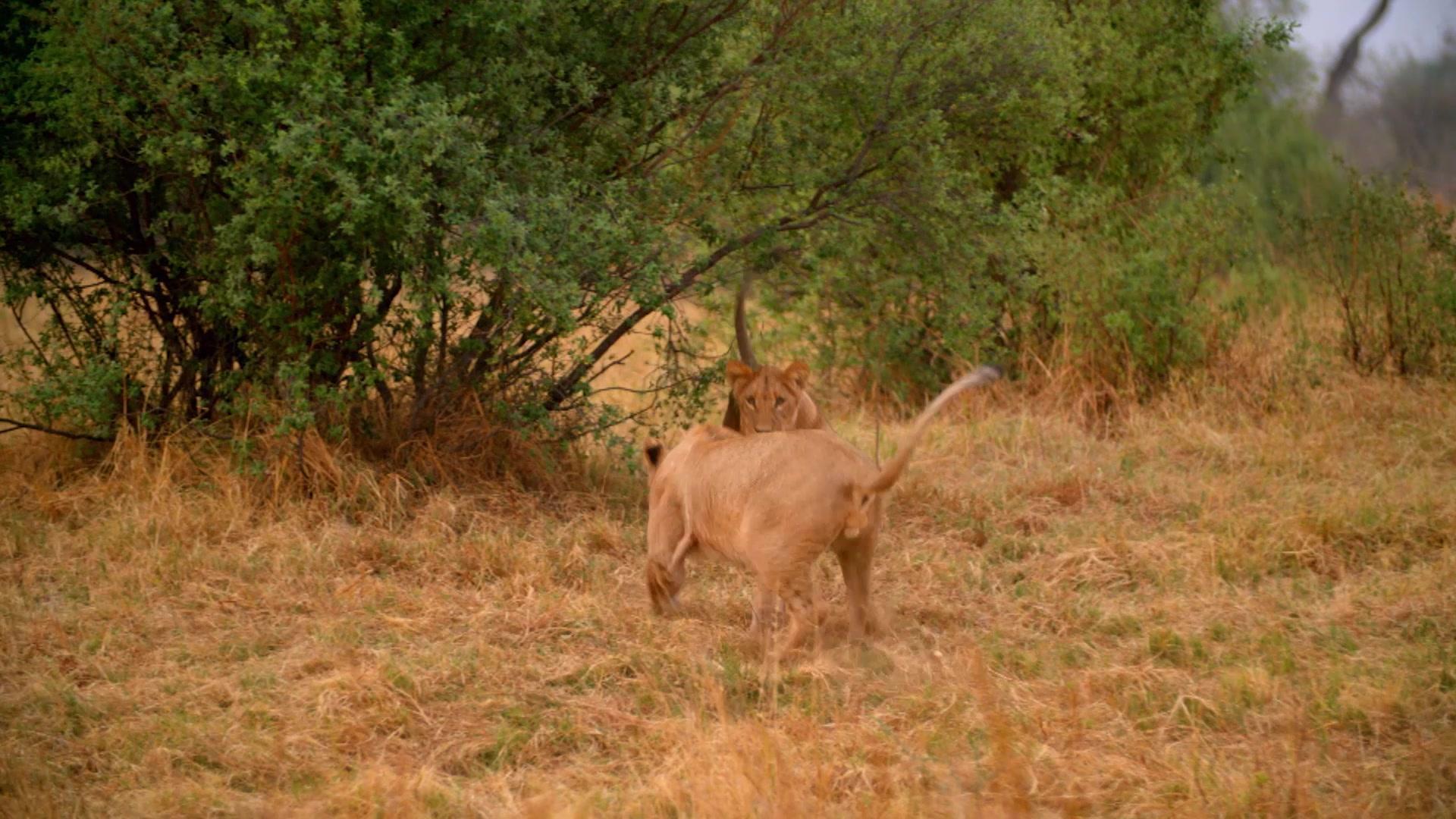 动物搏击会第六季 第1集
