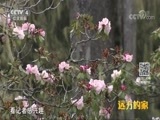 远方的家 《远方的家》 国家公园（1）普达措 高原动植物的世外桃源 20180815