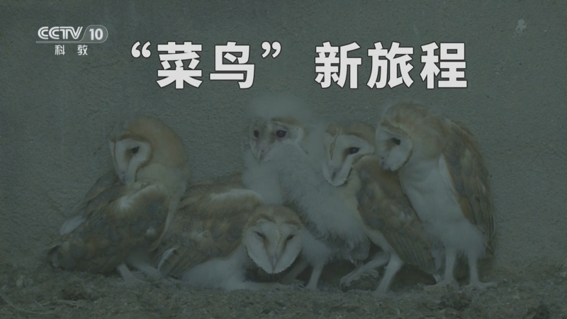 自然传奇 《自然传奇》 20250914 “菜鸟”新旅程