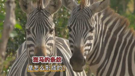 斑马身上独一无二的条纹，是怎么来的？又有什么作用呢？