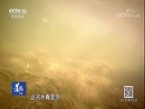道德观察 《道德观察(日播版)》 20171211 三十年后再下水