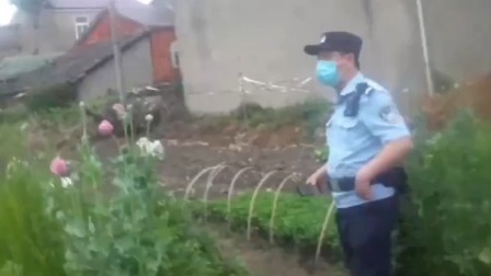 @所有人 女子非法种植罂粟被民警查处：开花好看