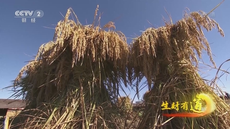 生财有道 《生财有道》 20221018 咱们家乡有特产——丰年稻香 幸福味道