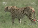 动物世界 《动物世界》 20171115 奔跑吧 猎豹兄弟