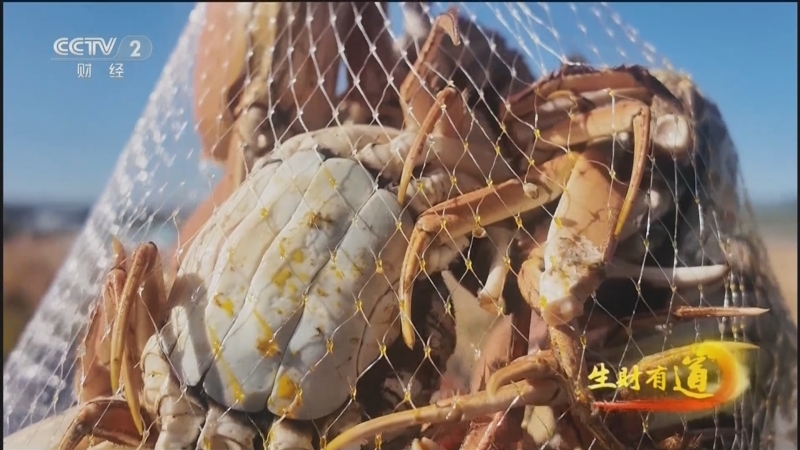 生财有道 《生财有道》 20251031 稻田养好蟹 供应链生财