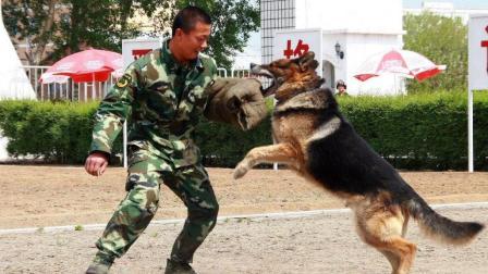 铁血雄兵 拒绝军犬的贩卖与宰杀 退役的军犬真的很惨 我国的做法令人称赞！