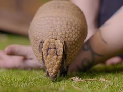 可爱的小崽子们第5集：探索新技能