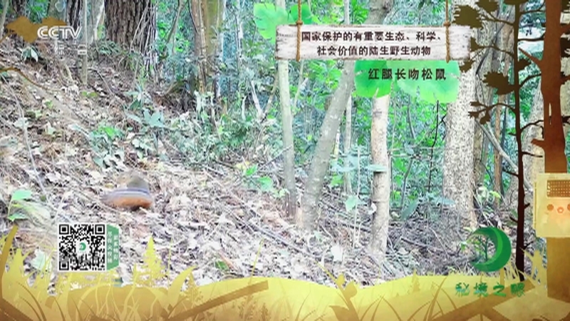 秘境之眼 《秘境之眼》 红腿长吻松鼠 20230221