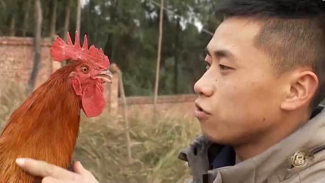 《致富经》 20210323 能给鸡催眠的卖鸡高手