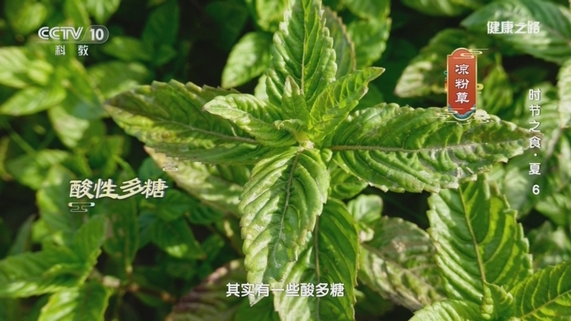 健康之路 《健康之路》 20240720 时节之食·夏 6