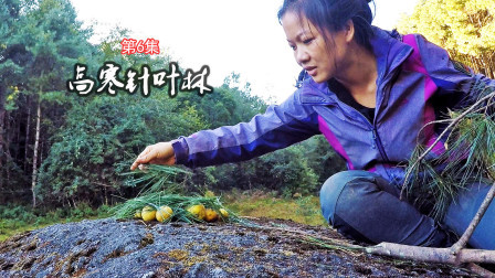 高寒针叶林生存06：中国人的生存智慧，霜打野果，酸涩野果变甜果