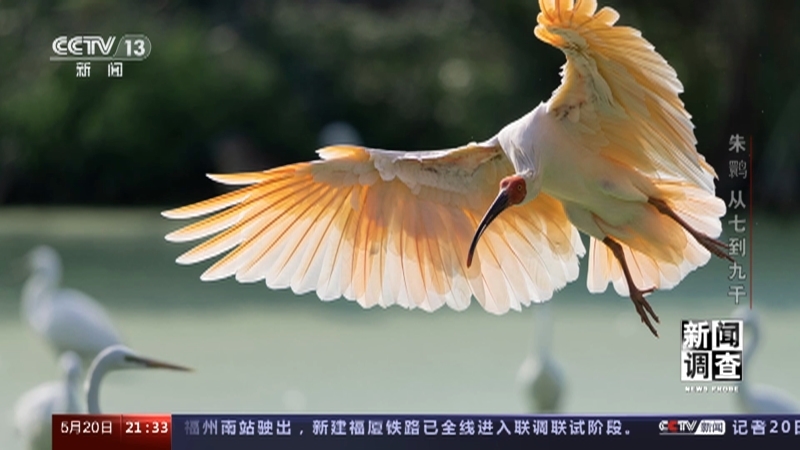 新闻调查 《新闻调查》 20230520 朱鹮 从七到九千