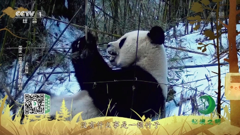 秘境之眼 《秘境之眼》 大熊猫/黑熊/高黎贡白眉长臂猿/河狸/猞猁 20221224